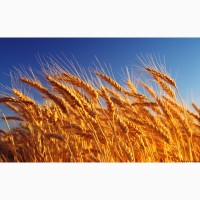 Покупаем пшеницу 2-го и 3-го класса в Днепропетровской и соседних областях