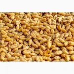 Фото 2. Семена озимой пшеницы-урожайность 75-90 ц/га