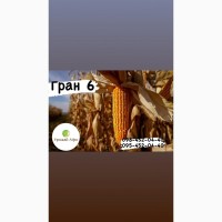 Насіння кукурудзи Гібрид Гран 6 (ФАО 300) (2023 рік), ТМ ВНІС