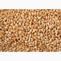 КУПЛЮ Фуражну пшеницю на склад(білок 10+ )