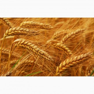 Пшениця продовольча 2/3 кл