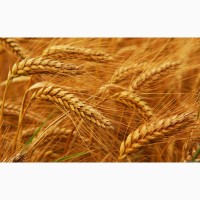 Пшениця продовольча 2/3 кл