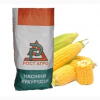 Насіння кукурудзи ДН Пивиха (ФАО 180) Рост Агро