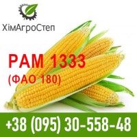 Насіння гібриду кукурудзи РАМ 1333 (ФАО 180)