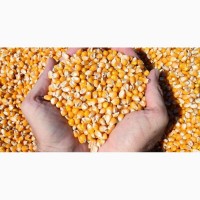 Закупаем зерновые культуры: - сорго - соя - пшеница 2 и 3 класса - рапс