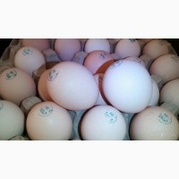 Яйца инкубационные (маркированные) КООБ 500 Венгрия, Польша, мясо-яичнные разные породы