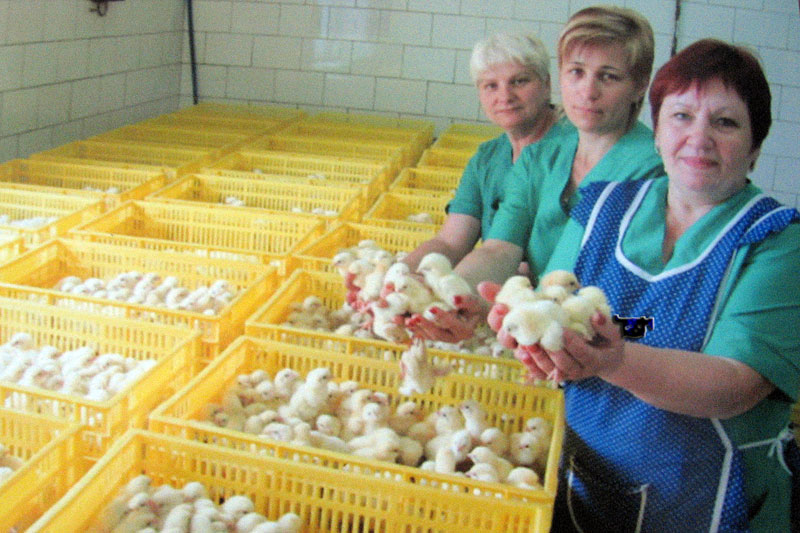 Фото 2. Яйца инкубационные (маркированные) КООБ 500 Венгрия, Польша, мясо-яичнные разные породы