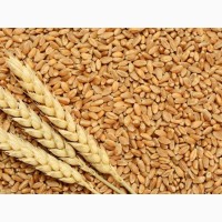 Продам пшеницу на экспорт FOB