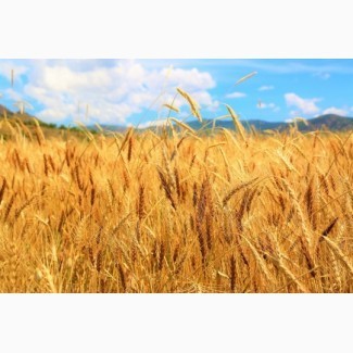 Продам пшеницю озиму Естафета миронівська