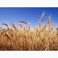 Підприємство на постійній основі закуповує за високими цінами пшеницю всіх класів