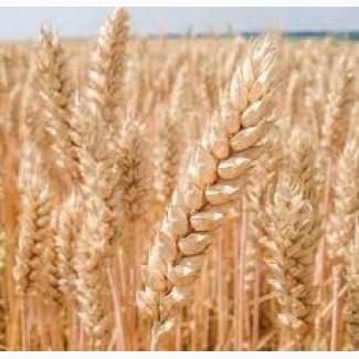 Продам насіняння озимої пшениці - Богдана
