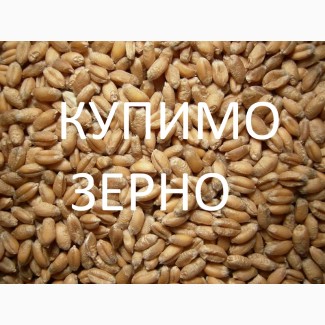 Компанія постійно закуповує пшеницю 2кл-3