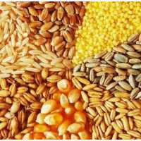Продажа пшеницы, кукурузы, ячмени