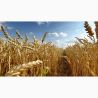 Продам пшеницю озиму Водограй