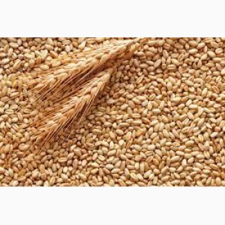 Насіння озимої твердої пшениці Шулиндівка (тверда пшениця)