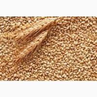 Насіння озимої твердої пшениці Шулиндівка (тверда пшениця)