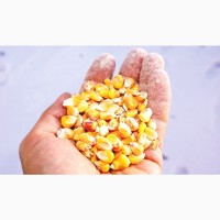 Продам Кукуруза отходы