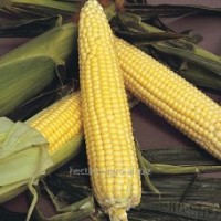 Семена кукурузы МВ 255, ФАО 240