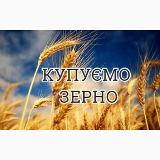 Закуповую зерно пшениці
