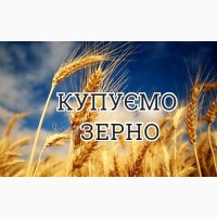 Закуповую зерно пшениці