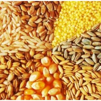 Продажа кормовых (пшеница, кукуруза, ячмень)