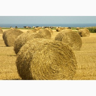 Суміш кормових трав для пасовищ - Дрібний опт від 100кг.Опт від 1 тонни
