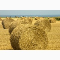 Суміш кормових трав для пасовищ - Дрібний опт від 100кг.Опт від 1 тонни