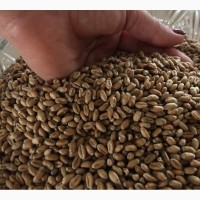 Продаємо насіння озимої пшениці I репродукції таких сортів: Кубус, Колоніа