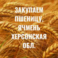 Закупаем зерновые по Херсонской области. Ячмень, пшеница и др