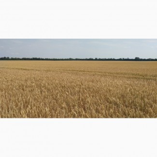 Насіння пшениці Скаген (Австрія) перша репродукція
