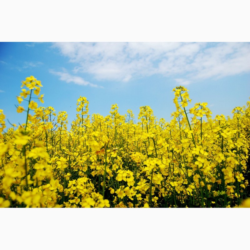 Фото 5. Компания Закупит Рапс без ГМО, по Хорошей Цене, на всей территории Украины