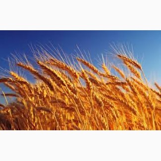 Семена пшеницы твердой ЧАДО элита 1 репрод