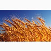 Семена пшеницы твердой ЧАДО элита 1 репрод