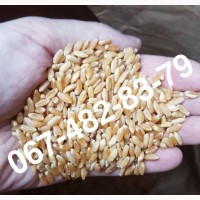 Продам семена пшеницы BUFORD твердый озимый канадский трансгенный сорт (элита)