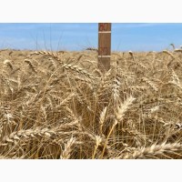 Насіння пшениці ярої МІП Візерунок, супер еліта