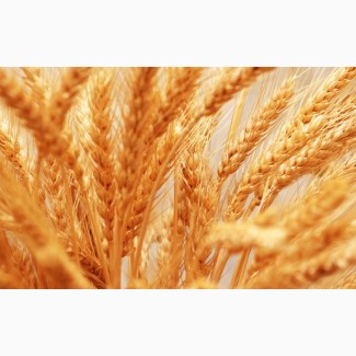 Компания дорого, быстро и качественно закупает пшеницу