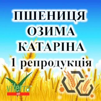 Насіння озимої пшениці КАТАРІНА 1 репродукція VITERRA