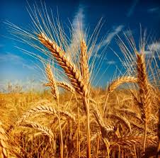 Фото 2. Закупаем пшеницу 2, 3, 4, 5, 6 классов, постоянно Хорошие цены, на всей территории Украины