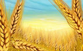 Фото 3. Закупаем пшеницу 2, 3, 4, 5, 6 классов, постоянно Хорошие цены, на всей территории Украины