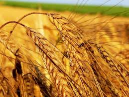 Фото 4. Закупаем пшеницу 2, 3, 4, 5, 6 классов, постоянно Хорошие цены, на всей территории Украины