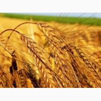 Закупаем пшеницу 2, 3, 4, 5, 6 классов, постоянно Хорошие цены, на всей территории Украины