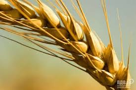 Фото 5. Закупаем пшеницу 2, 3, 4, 5, 6 классов, постоянно Хорошие цены, на всей территории Украины