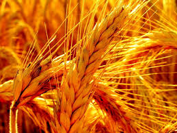 Фото 6. Закупаем пшеницу 2, 3, 4, 5, 6 классов, постоянно Хорошие цены, на всей территории Украины