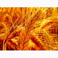 Закупаем пшеницу 2, 3, 4, 5, 6 классов, постоянно Хорошие цены, на всей территории Украины