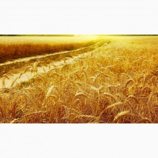 Предприятие закупает пшеницу фураж