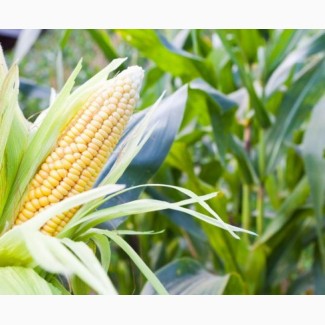 Закупка кукурузы фуражной