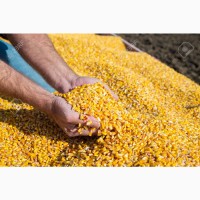 Купимо вологу кукурудзу по всій Україні