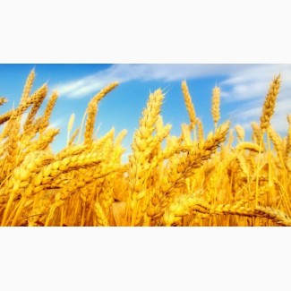 Фірма на постійній основі закуповує пшеницю 2-4 клас великим оптом