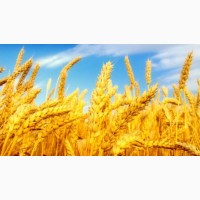 Фірма на постійній основі закуповує пшеницю 2-4 клас великим оптом