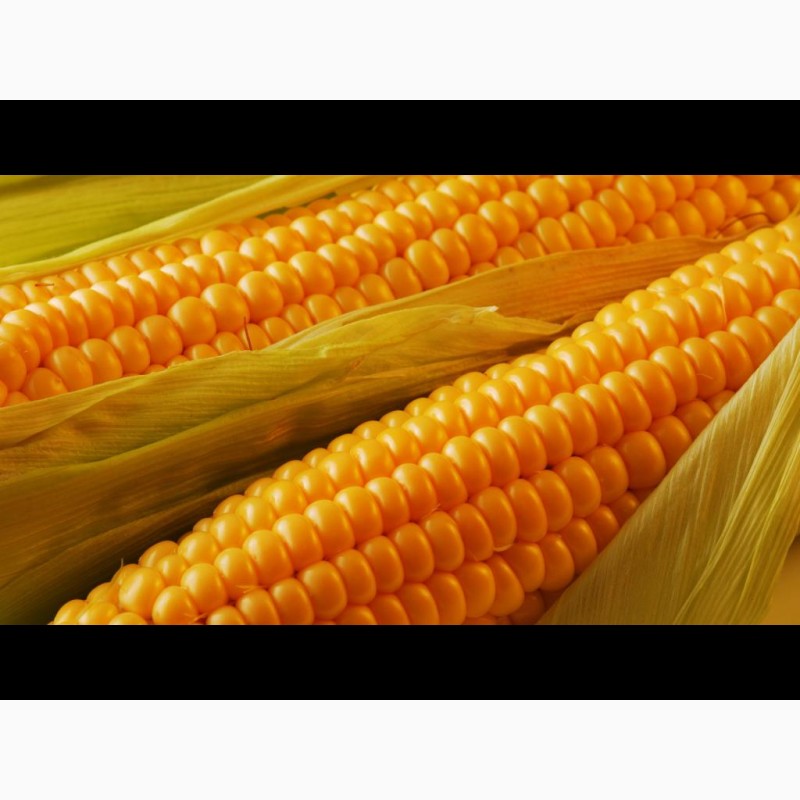 Фото 12. Закупаем Урожай кукурузы